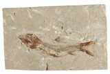 Cretaceous Fossil Fish (Davichthys) - Hakel, Lebanon #200278-1